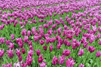 Pink tulips, tulip field, Bollenstreek, South Holland, Netherlands