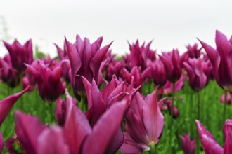 Pink tulips, dull spring weather, cloud cover, tulip field, Bollenstreek, South Holland,
