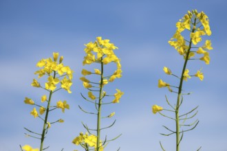 Yellow rape blossoms in front of a blue sky, Baden-Württemberg, Germany