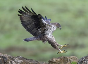 Bonelli's eagle (Aquila fasciata) approaching a cliff, Andalusia, Spain