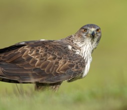 Bonelli's eagle (Aquila fasciata), portrait, Andalusia Spain
