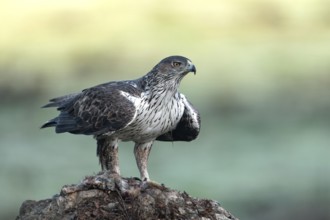 Bonelli's eagle (Aquila fasciata), on a rock, Andalusia Spain