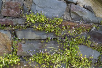 Cymbalaria muralis on a wall, North Rhine-Westphalia, Germany