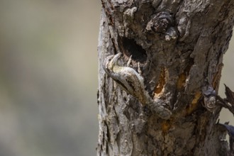Eurasian wryneck (Jynx torquilla) Germany