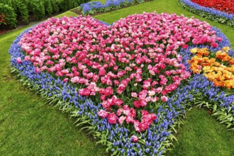 Heart, bed with tulips (Tulipa) and grape hyacinths (Muscari), view from above, Keukenhof Gardens,
