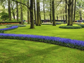 Tulips (Tulipa) and grape hyacinths (Muscari), flower beds in a meadow, Keukenhof gardens, Lisse,