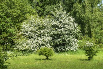 Meadow with flowering hawthorn (Crataegus) bushes in Ystad municipality, Skåne County, Sweden,