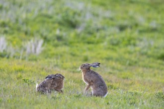 European hare (Lepus europaeus) Germany