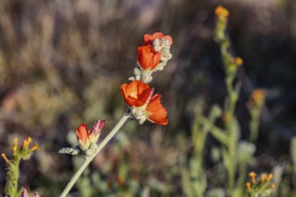 Close up of a budding desert globe mallow (Sphaeralcea ambigua) plant at the White Tank Mountain