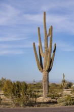 Saguaro (Carnegiea gigantea) cacti at the White Tank Mountain Regional Park in Phoenix, Arizona,