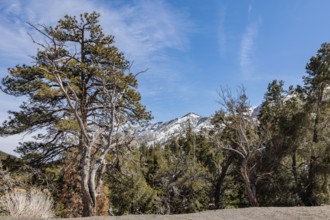 Snow covered Spring Mountains in Mount Charleston, Nevada, USA