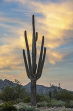 Silhouette of saguaro (Carnegiea gigantea) cacti on the evening sky at the White Tank Mountain