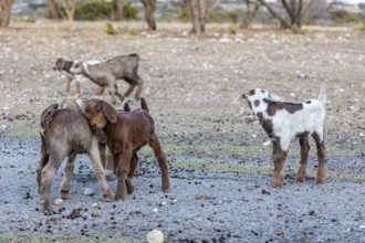 Newborn domesticated goat livestock raised for meat producion on a ranch in Sonora, Texas, USA