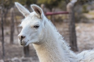 Domesticated alpaca livestock helps to protect goats from predators on a ranch in Sonora, Texas,