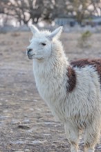 Domesticated alpaca livestock helps to protect goats from predators on a ranch in Sonora, Texas,