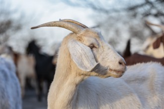 Domesticated goat livestock raised for meat producion on a ranch in Sonora, Texas, USA