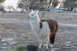 Domesticated alpaca livestock helps to protect goats from predators on a ranch in Sonora, Texas,