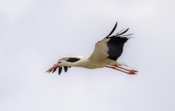 Stork in flight, Wesel, Lippe Auen, North Rhine-Westphalia, Germany