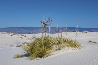 Gypsum dunefields at White Sands National Monument located within the Chihuahuan Desert and the
