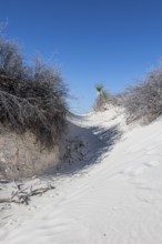 Gypsum dunefields at White Sands National Monument located within the Chihuahuan Desert and the