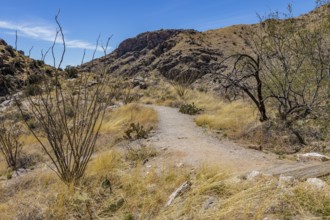 Hiking trail past trees and cacti through the desert in the Santa Catalina Mountains near Tucson,
