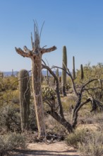 Dead and dried saguaro cactus skeleton along a trail at the Organ Pipe Cactus National Monument in
