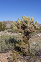 Closeup of a teddy bear cholla (Cylindropuntia bigelovii) cactus at the White Tank Mountain