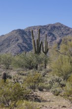 Saguaro (Carnegiea gigantea) cacti at the White Tank Mountain Regional Park in Phoenix, Arizona,