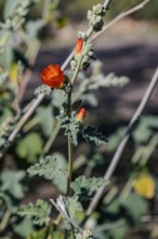 Close up of a budding desert globe mallow (Sphaeralcea ambigua) plant at the White Tank Mountain