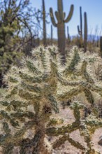 Close up of Cholla cactus at the Organ Pipe Cactus National Monument in southern Arizona, USA