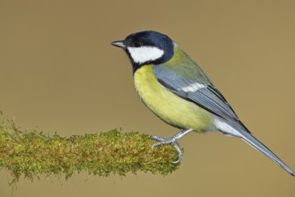 Great tit (Parus major), sitting on moss-covered dead wood, Wilnsdorf, North Rhine-Westphalia,
