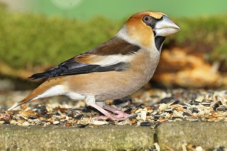Hawfinch (Coccothraustes coccothraustes), male at a feeder in the garden, North Rhine-Westphalia,
