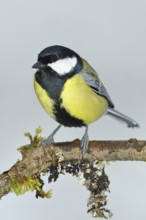 Great tit (Parus major), sitting on a branch overgrown with lichen and moss, Wilnsdorf, North