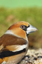 Hawfinch (Coccothraustes coccothraustes), male, animal portrait, North Rhine-Westphalia, Germany