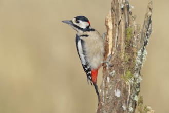 Great spotted woodpecker (Dendrocopos major), male, foraging on a tree stump overgrown with moss