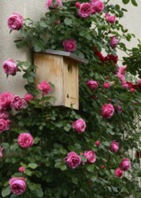 Flowering climbing roses with nesting box, rose 'Leonardo da Vinci'