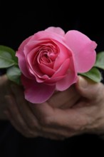 Hand holding pink rose blossom, rose 'Leonardo da Vinci'