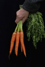 Hand holding bunch of carrots, Daucus carota