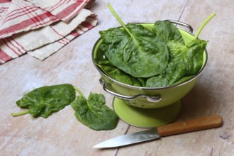 Spinach in sieve bowl, Spinacia oleracea