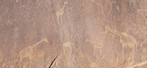 Detail, Depictions of animals on a rock slab, petroglyphs, rock engravings, Twyfelfontein, Kunene,