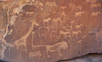 Depictions of animals on a rock slab, lion slab, rock carvings, rock engravings, Twyfelfontein,