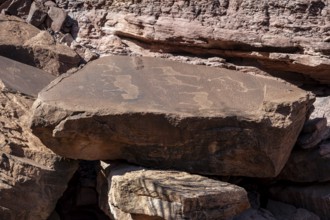 Depictions of animals on a rock slab, petroglyphs, rock engravings, Twyfelfontein, Kunene, Namibia