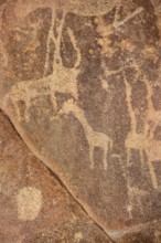 Detail, Depictions of animals on a rock slab, petroglyphs, rock engravings, Twyfelfontein, Kunene,