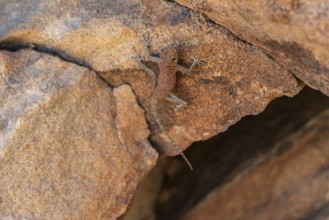 Lizard on a red rock, Twyfelfontein, Kunene, Namibia