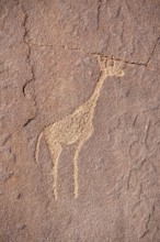 Rock engraving of a giraffe, depictions of animals on a rock slab, rock carvings, rock engravings,