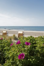 Potato rose, beach chairs, beach, Baltic Sea, Kühlungsborn, Rostock district, Mecklenburg-Western