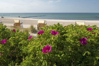 Potato roses, beach chairs, beach, Baltic Sea, Kühlungsborn, Rostock district, Mecklenburg-Western