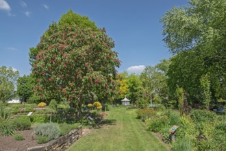 Aesculus pavia (Aesculus pavia), district educational garden, Burgsteinfurt, Münsterland, North