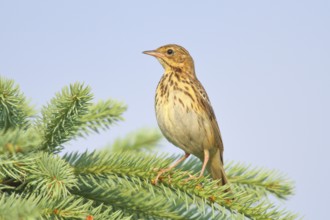Tree Pipit (Anthus trivialis) adult, sitting on a spruce, Wildlife, Animals, Birds, Migratory bird,