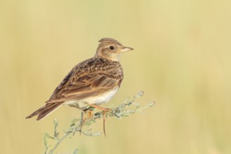 Skylark (Alauda arvensis) sitting in a meadow plant, wildlife, nature photography, migratory bird,